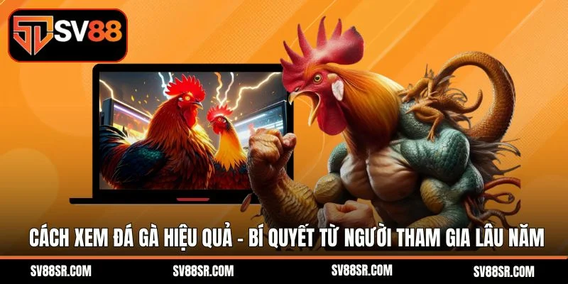 Cách xem đá gà hiệu quả - Bí quyết từ người tham gia lâu năm